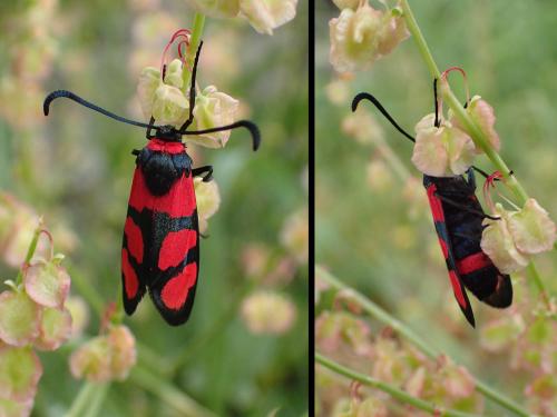 Réf. 234 200 : Zygaena cuvieri